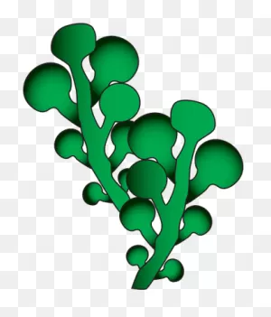 Free Seaweed Cliparts, Download Free Seaweed Cliparts Png Images ClipartFlare.com 