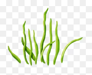 Seaweed Clipart Clear Background - Illustration - Png Download ClipartFlare.com 