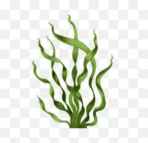 Spirulina Powder | Seaweed, Sea Life Art, Sea Plants