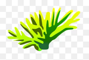 Seaweed Clipart. Free Download Transparent .png | ClipartFlare