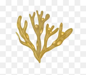 Seaweed Days - Home Page