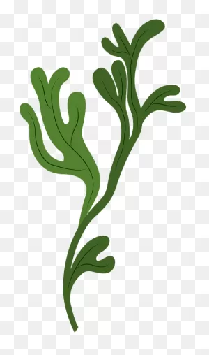 Seaweed Clipart. Free Download Transparent .png | ClipartFlare