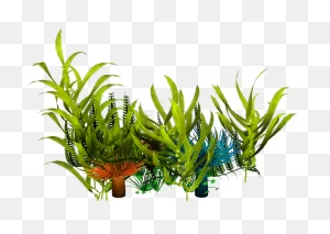 Underwater Aquatic Plants Seaweed Clip Art - Seaweed Png ClipartFlare.com 