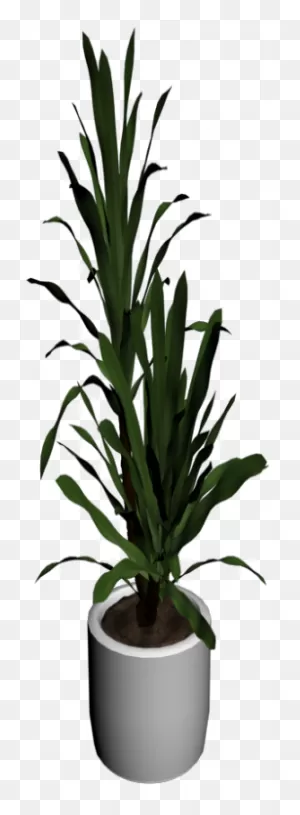 Yucca Palm Tree - Seapunk | Full Size Png Download | ClipartFlare