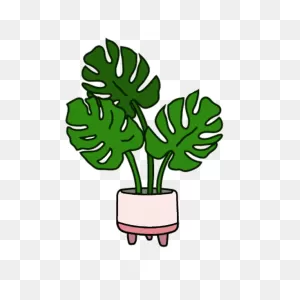 Shrub Info - Verde Valley Nursery