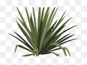 Shrub Clipart Desert - Png Download - Full Size Clipart (#2988374 ClipartFlare.com 