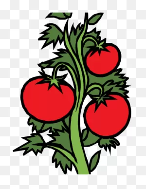 Tomato Clipart Shrub Plant - Png Download - Full Size Clipart ClipartFlare.com 