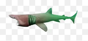 Basking Shark - St. Lawrence Shark Observatory (Ors | Geerg)