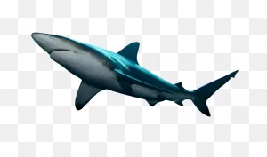 Media Shark - Media Shark
