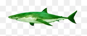 White Shark - St. Lawrence Shark Observatory (Ors | Geerg)