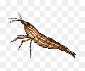 Facts About Bamboo Shrimp - The Aquarium Guide