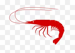 Shrimp Free To Use Clip Art - ClipartFlare
