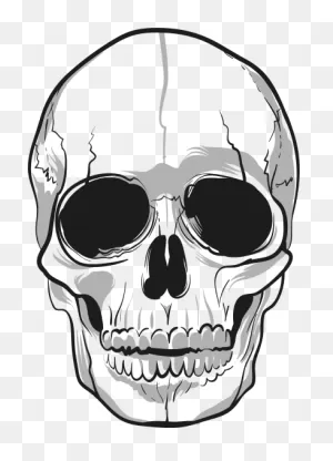 Download Skeleton Head Free Png Transparent Image And Clipart