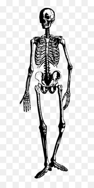 Cc0 - Free PNG-WebP Image Skeleton Halloween Spooky | Free Clip Art ClipartFlare.com 