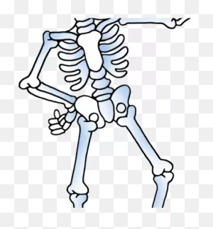 Download Hd Skeleton Clipart Skelton - Skeleton Clipart ClipartFlare.com 