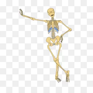 Human Skeleton Outline Png, PNG-WebP Clip Art For Web - Download Clip ClipartFlare.com 