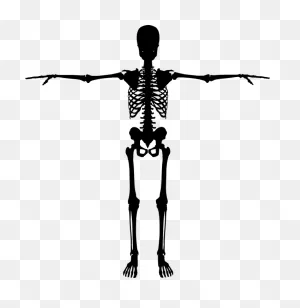 Human Figure Images 1, Buy Clip Art - Skeleton Silhouette Png ClipartFlare.com 
