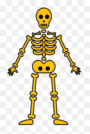 Skeleton Clipart. Free Download Transparent .png | ClipartFlare