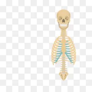Skeleton | Skeletal System Overview