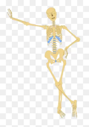 Skeleton Human Skull - Free Vector Graphic On ClipartFlare