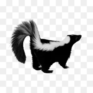 Skunk - Greenshield Pest Control