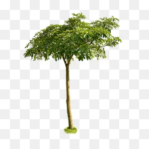 Small Tree Clipart - Clipart Suggest