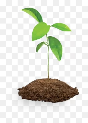 Soil Clipart Sapling Tree - Tree Sapling - Png Download - Large ClipartFlare.com 