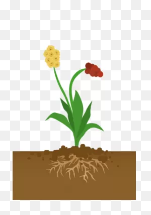 Soil - Health Solution