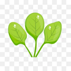 Organic Leaves, Spinach, Spinach Leaves, Vegetable, Vegetable ClipartFlare.com 