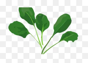 Spinach Recipe Archives — Just The Forking Recipe