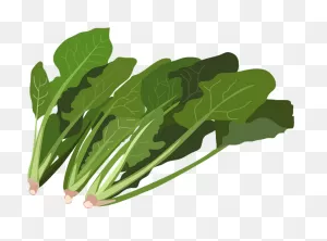 Spinach Leaves Clipart. Free Download Transparent .png | ClipartFlare