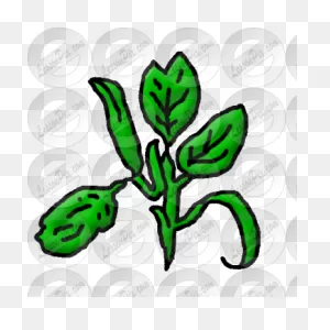 Spinach Picture For Classroom / Therapy Use - Great Spinach Clipart