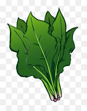Spinach Leaves Clipart. Free Download Transparent .png | ClipartFlare