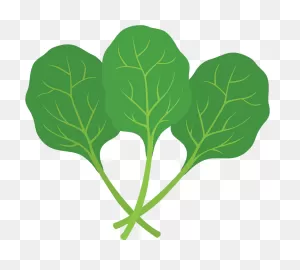 Spinach Clipart. Free Download Transparent .png | ClipartFlare