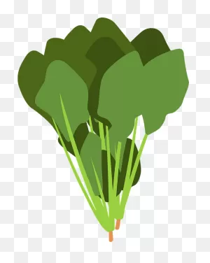Spinach Leaves Clipart. Free Download Transparent .png | ClipartFlare