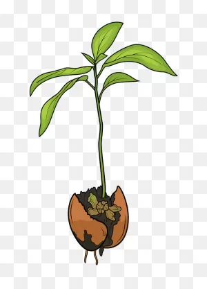 Avocado Sprout Clipart. Free Download Transparent .png | ClipartFlare