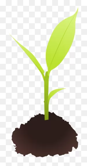 Free Sprout Cliparts, Download Free Sprout Cliparts Png Images ClipartFlare.com 