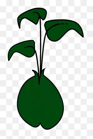 Soybean Sprout Sprouting - Bean Sprout Clipart | Full Size Png ClipartFlare.com 