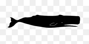 Sperm Whale,physeter Macrocephalus,cachalot,large,toothed ClipartFlare.com 