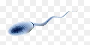 Sperm Matters