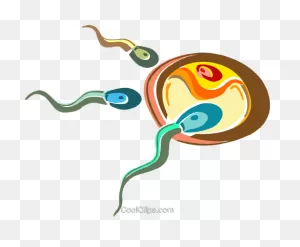 Sperm Fertilizing An Egg Royalty Free Vector Clip Art Illustration ClipartFlare.com 