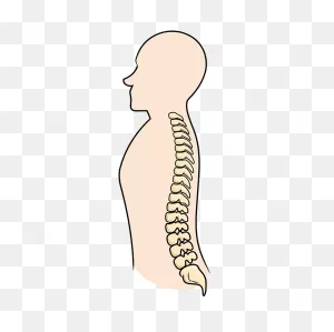 How To Draw The Spine - Really Easy Drawing Tutorial