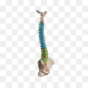 Omaha Spine Specialists & Surgery | Back Pain Treatment: Md West One