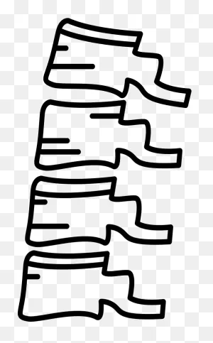 Spine Bone - Vertebral Column Clipart - Full Size Clipart ClipartFlare.com 
