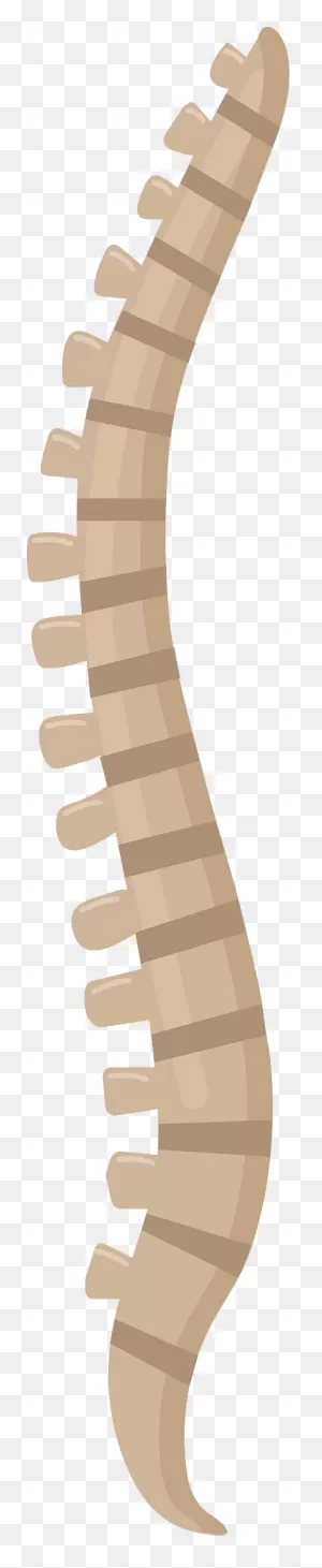 Spine Clipart. Free Download Transparent .png | ClipartFlare