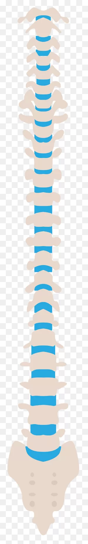 Spine Clipart. Free Download Transparent .png | ClipartFlare