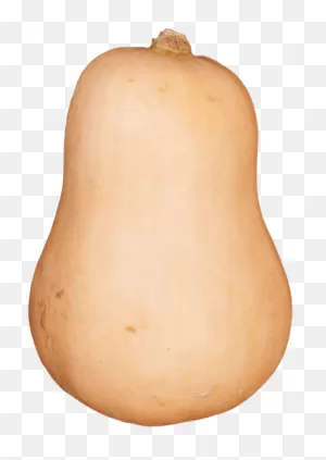 Peeled Pumpkin - Butternut Squash Png Clipart - Large Size Png ClipartFlare.com 