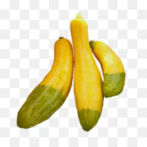 Squash: Mixed Yellow Zephyr/crookneck