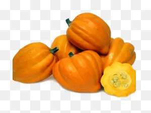 Zucchini Clipart Cute - Acorn Squash Png Transparent Png - Full ClipartFlare.com 