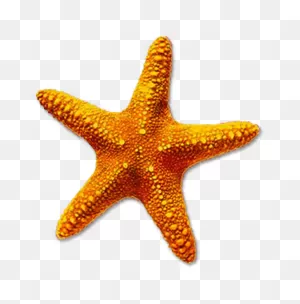 Starfish Images Clip Art - Starfish Transparent Png Image ClipartFlare.com 